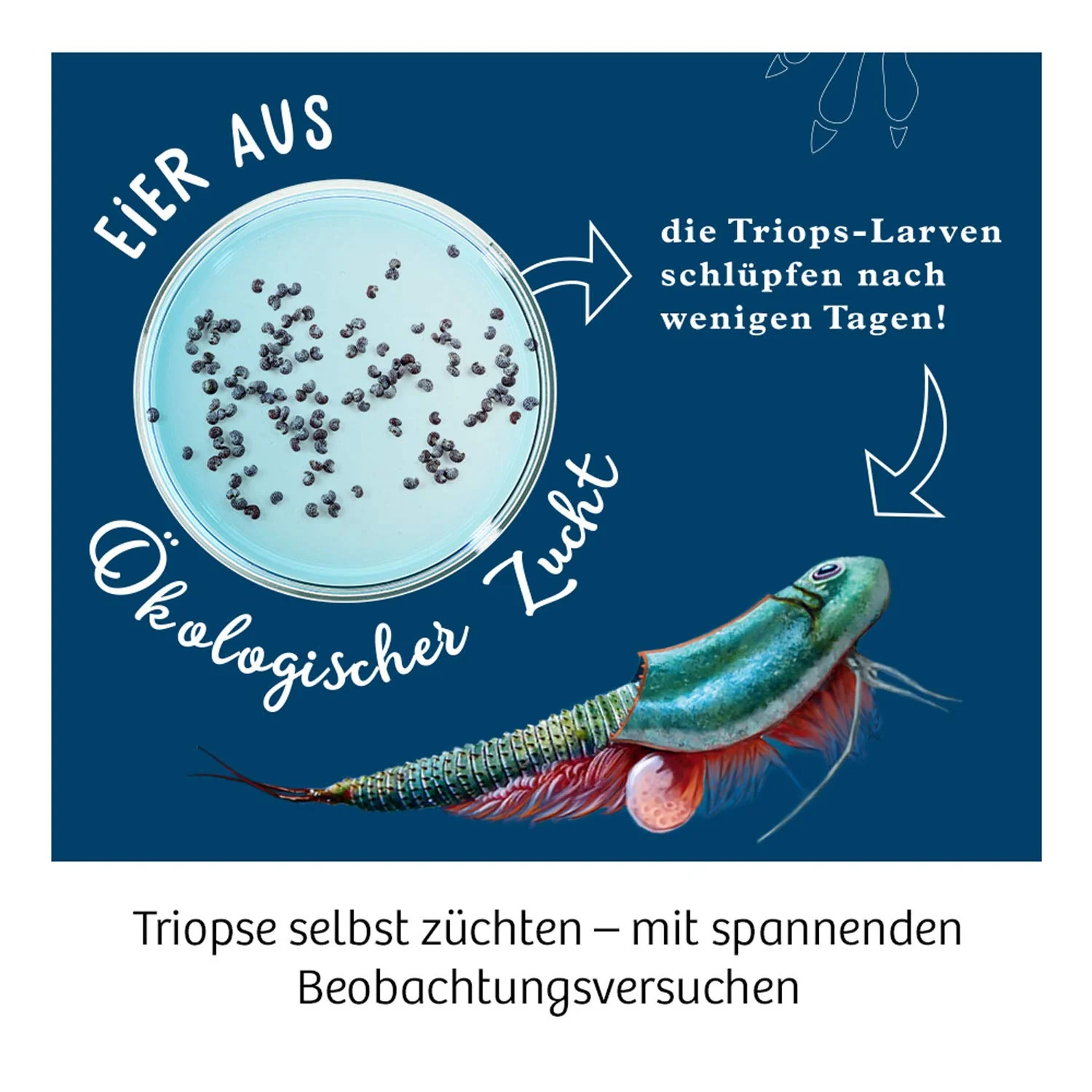 Vorschaubild 5