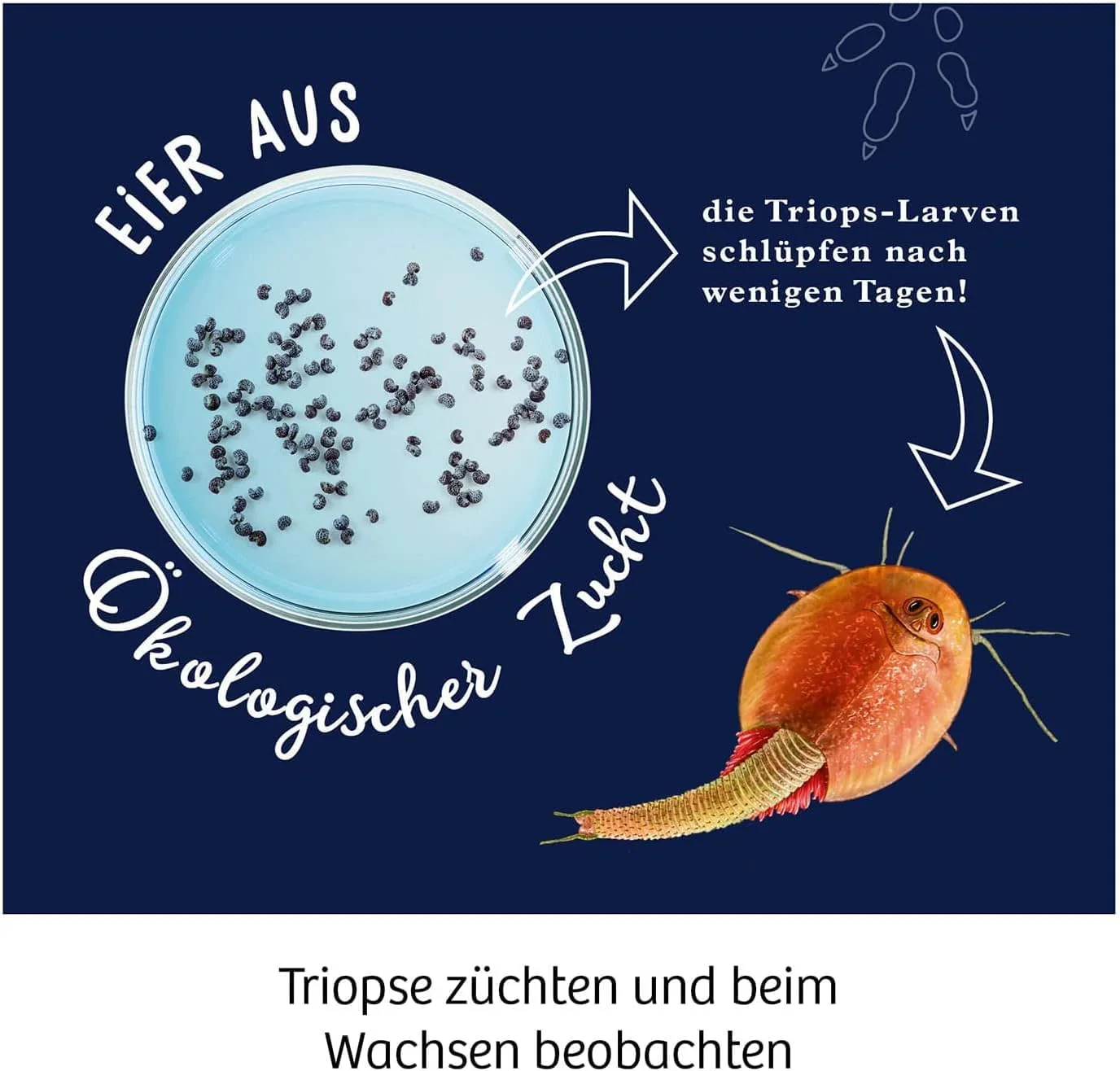 Vorschaubild 5